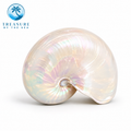 Nautilus Shell