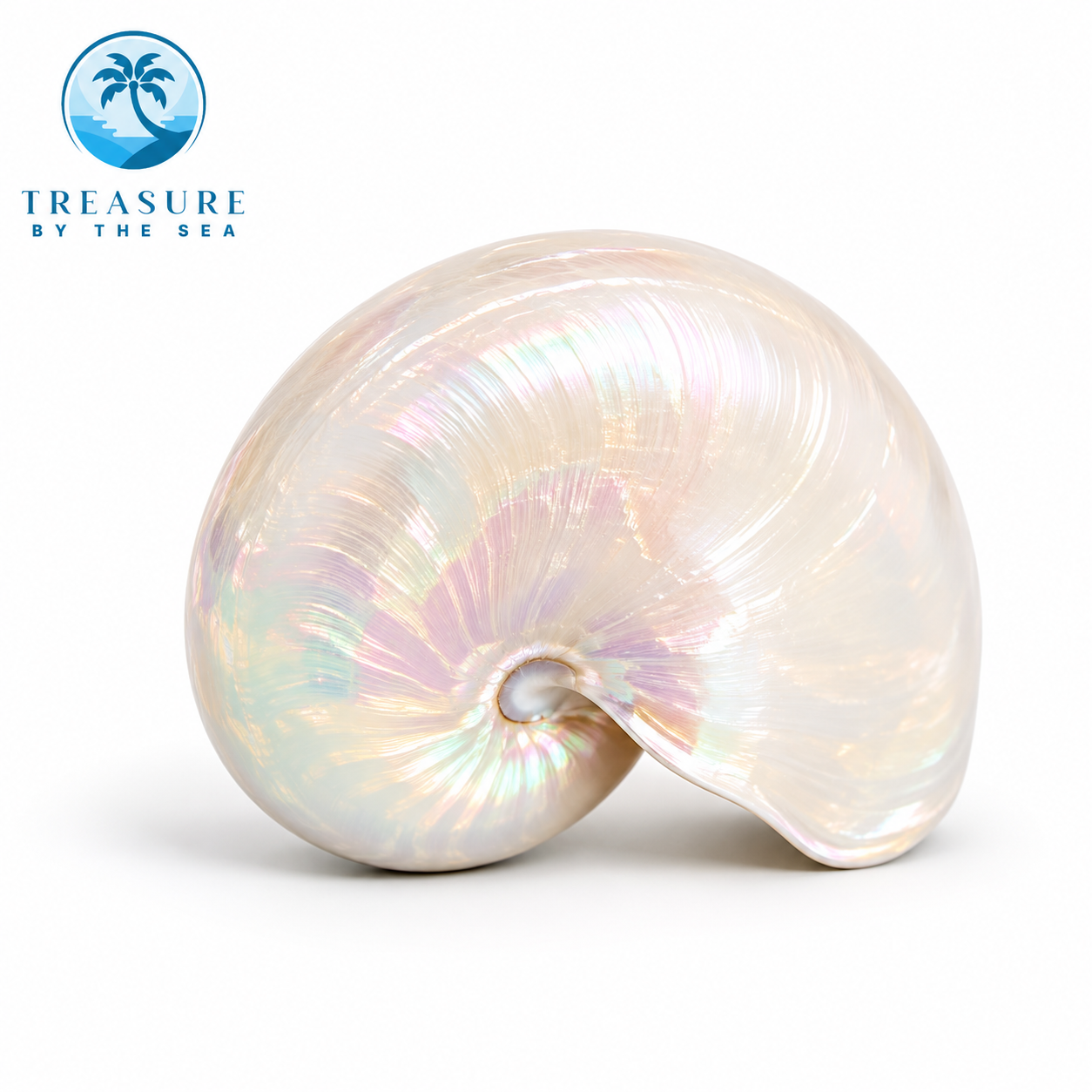 Nautilus Shell