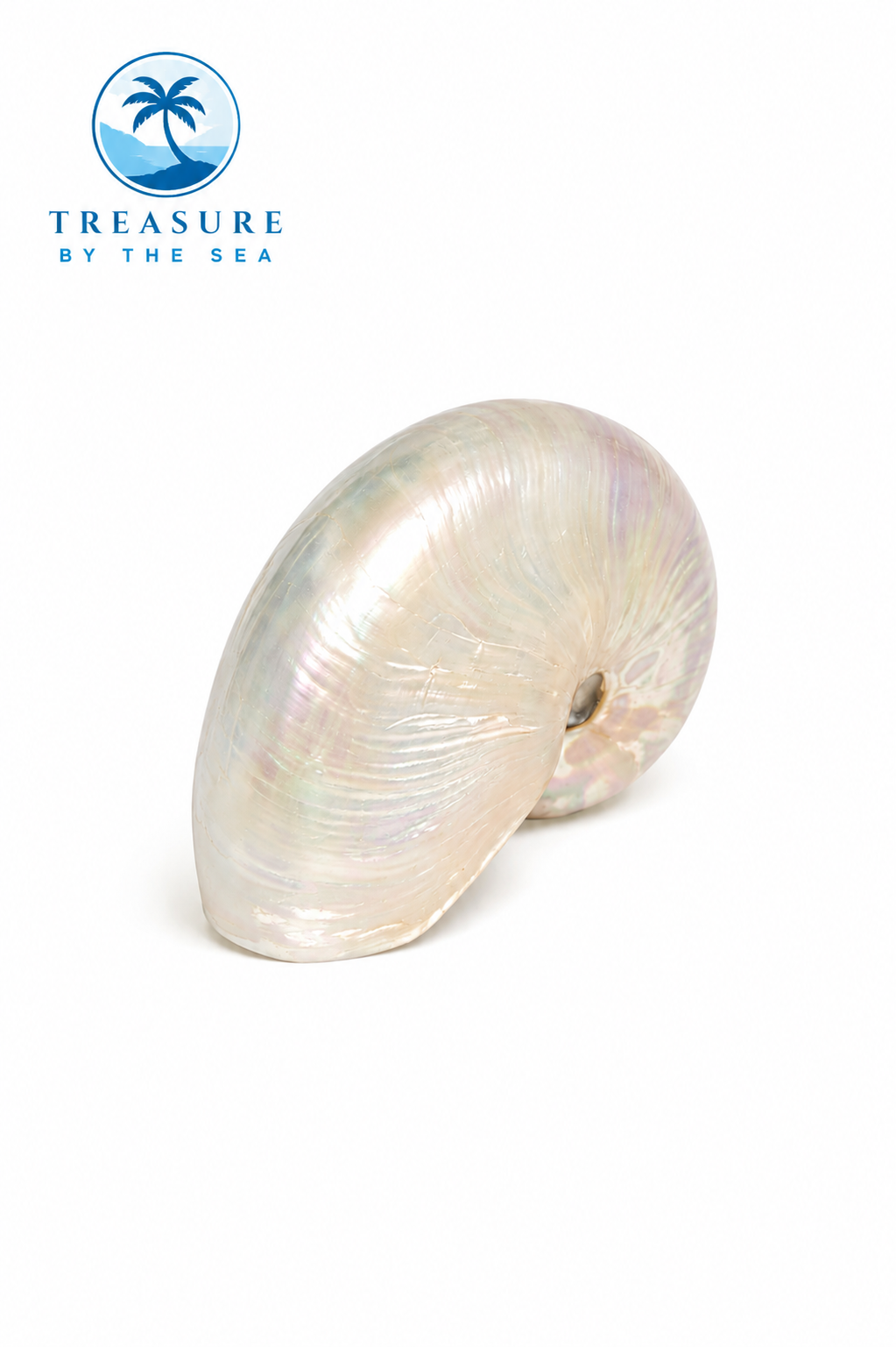 Nautilus Shell