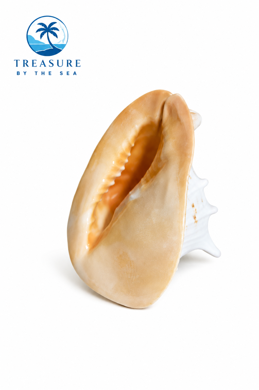 Helmet Shell (Cassis Cornuta)