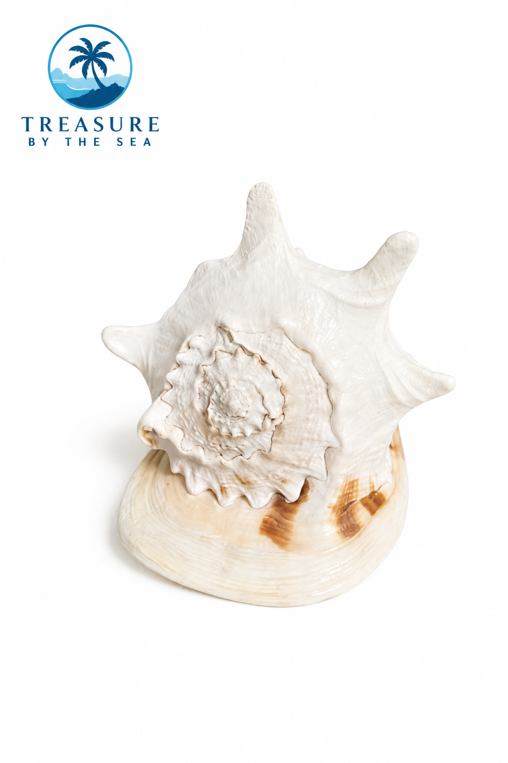 Helmet Shell (Cassis Cornuta)