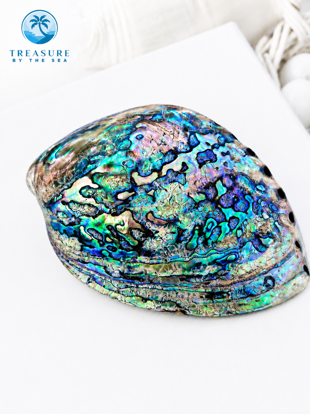 Abalone Shell Coastal Treasure