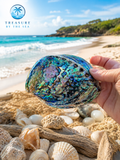 Abalone Shell Coastal Treasure