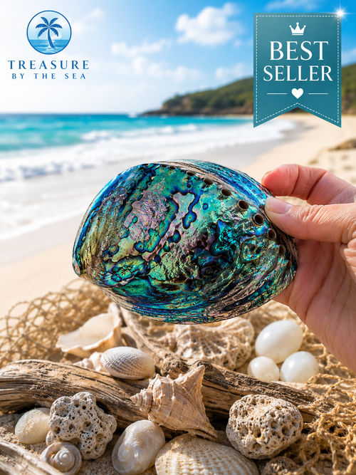 Abalone Shell Coastal Treasure